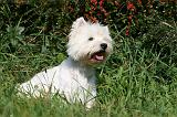 WESTIE 293